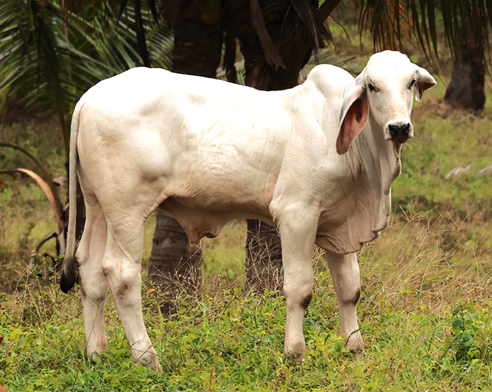 Livestock grazing at Calaia farm